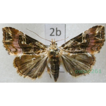 Callopistria juventina (Stoll, 1782) Czech2b